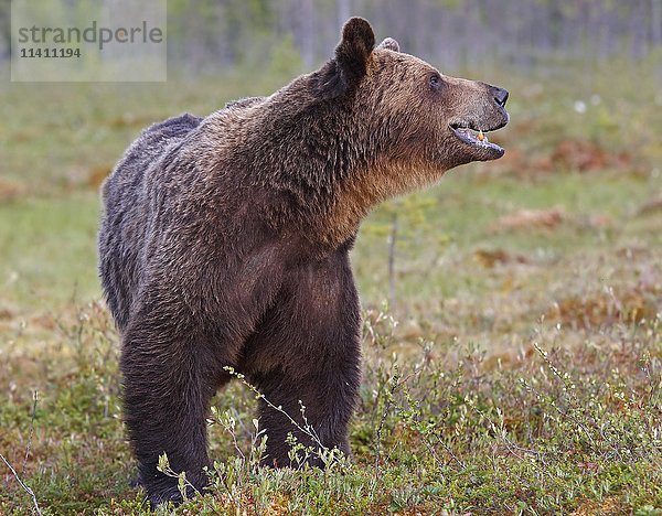Alter Braunbär (Ursus arctos) in einem Sumpfgebiet  Nordost-Finnland  Finnland  Europa