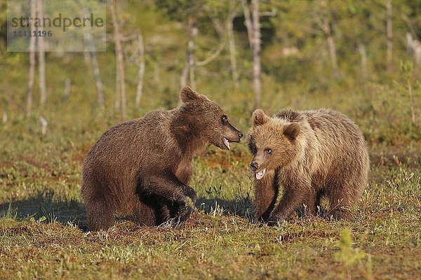 Braunbären (Ursus arctos)  Jungtiere  Geschwister  in einem Sumpfgebiet  Nordost-Finnland  Finnland  Europa