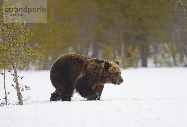 Braunbär (Ursus arctos) in verschneitem Sumpfgebiet  Nordost-Finnland  Finnland  Europa