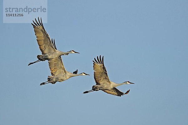 Sandhügelkraniche (Grus canadensis) im Flug  Bosque del Apache  New Mexico  USA  Nordamerika