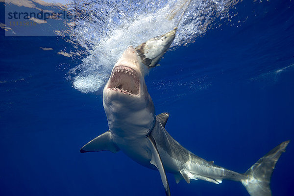 Weißer Hai (Carcharodon carcharias) stürzt sich auf schwimmende Köder; Insel Guadalupe  Mexiko'.