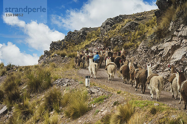 Lamas (Lama Glama) und ihr Pfleger ziehen eine Bergstraße in der Nähe der Stadt Sullomayo hinauf; Cusco  Peru'.