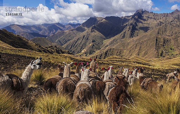 Lamas (Lama glama) und ihr Pfleger machen sich auf den Weg durch die Ausläufer der Anden in der Nähe der Stadt Sullomayo; Cusco  Peru'.