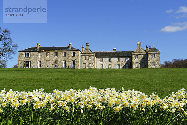 Großes Haus mit üppigem Gras und blühenden Narzissen im Vordergrund; Northumberland  England'.