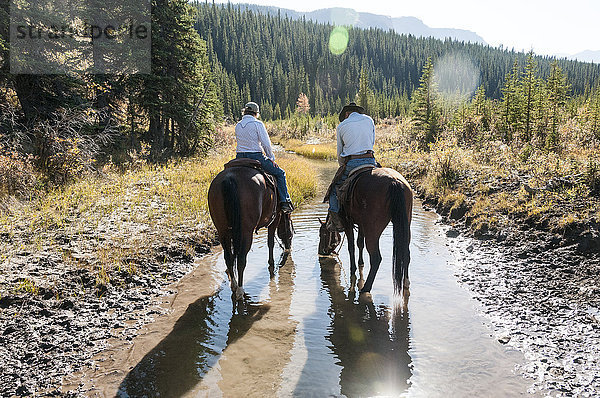 Pferde trinken während eines Ausritts aus einem Bach  Clearwater County; Alberta  Kanada '