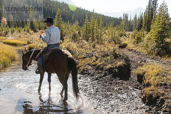 Cowboy und Pferd in einem Bach  Clearwater County; Alberta  Kanada'.