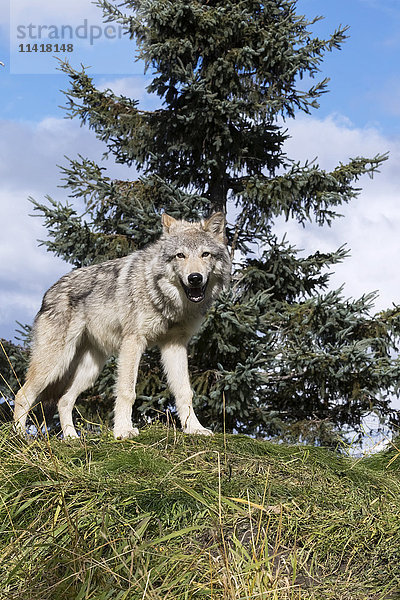 Weiblicher Grauwolf (canis lupus) in Gefangenschaft im Alaska Wildlife Conservation Center; Portage  Alaska  Vereinigte Staaten von Amerika'.