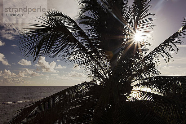 Eine Palme bei Sonnenuntergang; St. Croix  US Virgin Islands'.