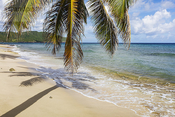 Eine prächtige Palme erstreckt sich über den Strand; St. Croix  Jungferninseln  Vereinigte Staaten von Amerika'.
