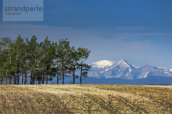 Eine Reihe von Bäumen im Frühling auf einem hügeligen Feld mit Bergen  blauem Himmel und Wolken im Hintergrund  westlich von Calgary; Alberta  Kanada'.