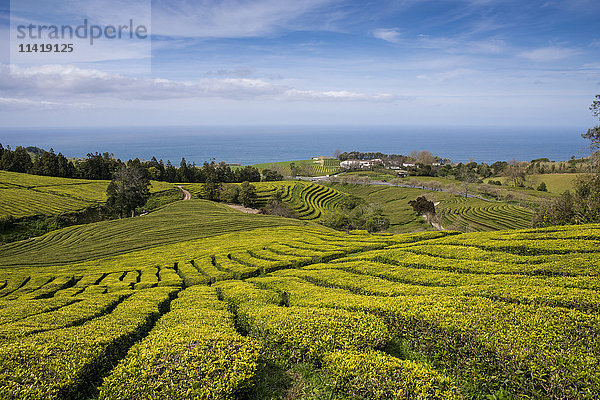 Die Teeplantage Gorreana auf den Azoren ist der einzige Ort in Europa  an dem Tee angebaut wird; Sao Miguel  Azoren .