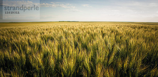 Blick über ein grünes und goldenes Weizenfeld; Saskatchewan  Kanada'.