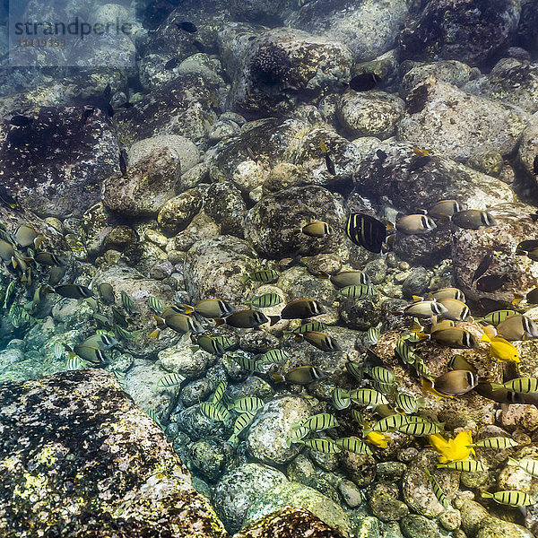 Mischung von Doktorfischarten (Acanthuridae)  die im flachen Wasser vor der Küste von Kona fressen; Kona  Insel Hawaii  Hawaii  Vereinigte Staaten von Amerika'.