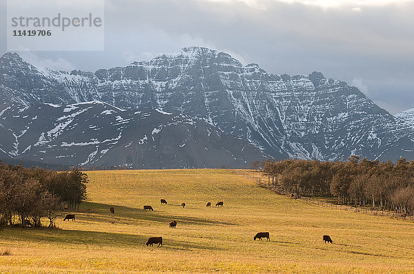 Weidende Rinder auf dem Farmland von Alberta  mit den kanadischen Rocky Mountains; Alberta  Kanada