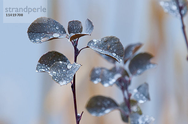 Wassertropfen auf Blättern