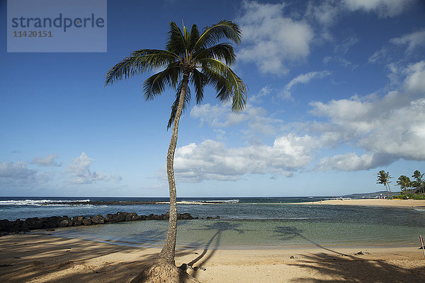 Kokospalme  Poipu Beach Park; Poipu  Kauai  Hawaii  Vereinigte Staaten von Amerika'.