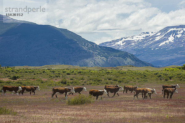 Hereford-Rinder grasen in der Pampa im argentinischen Patagonien; El Calafate  Provinz Santa Cruz  Argentinien .