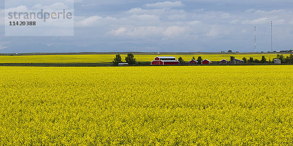 Gelb blühendes Rapsfeld in der Prärie; Alberta  Kanada'.