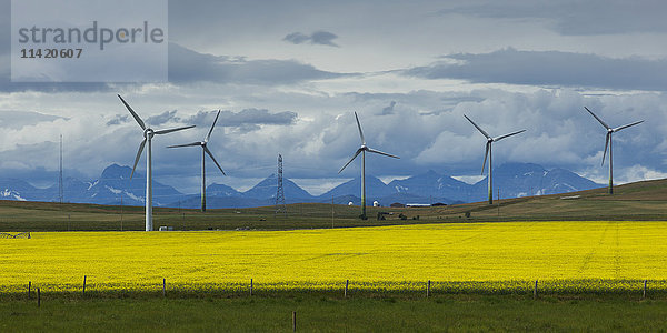 Windkraftanlagen auf den Hügeln hinter einem Rapsfeld; Pincher Creek  Alberta  Kanada'.