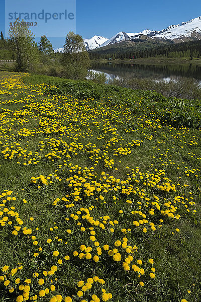 Lower Summit Lake und Löwenzahn am Ufer  Meile 47 Seward Highway  Süd-Zentral-Alaska; Alaska  Vereinigte Staaten von Amerika'.