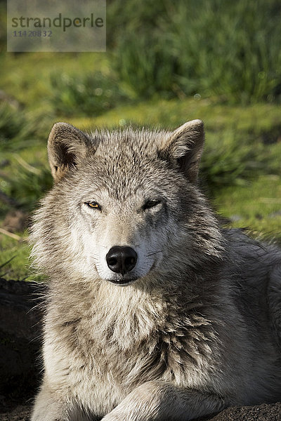Weiblicher Grauer Wolf (Canis lupus) mit gutem Winterfell  gefangen im Alaska Wildlife Conservation Center  Süd-Zentral-Alaska; Portage  Alaska  Vereinigte Staaten von Amerika'.
