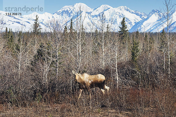 Elchkuh (alces alces) beim Stöbern in der Nähe des Parks Highway  bei Cantwell; Alaska  Vereinigte Staaten von Amerika'.