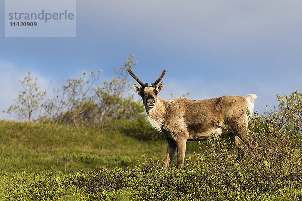 Karibu (Rangifer tarandus caribou) mit Geweih in Samt  Denali National Park and Preserve  Zentralalaska; Alaska  Vereinigte Staaten von Amerika'.