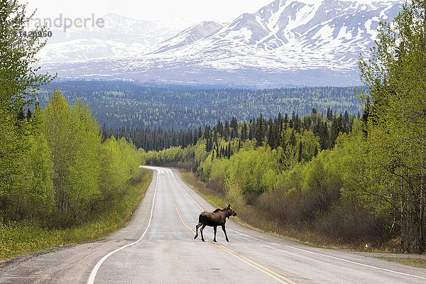 Eine Elchkuh (alces alces) überquert den Parks Highway nördlich von Willow  mit einem schneebedeckten Berg im Hintergrund  Zentralalaska; Alaska  Vereinigte Staaten von Amerika'.