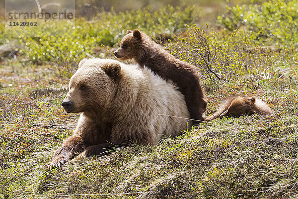 Grizzlybär (ursus arctos horribilis) und Zwillingsbären  die zum Schutz in der Nähe der Mutter bleiben  Denali National Park and Preserve  Süd-Zentral-Alaska; Alaska  Vereinigte Staaten von Amerika'.