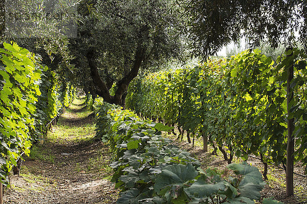 Eine Reihe von Olivenbäumen trennt Reihen von Weinstöcken; Mendoza  Provinz Mendoza  Argentinien'.