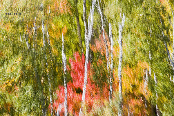 Bewegungsunschärfe von starken Winden in einem Herbstwald in der Nähe von Carlton Peak im Temperance River State Park am Nordufer des Lake Superior in der Nähe von Tofte; Minnesota  Vereinigte Staaten von Amerika'.