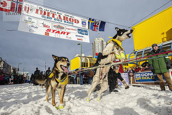 Die Hunde von Monica Zappa springen während des feierlichen Starts des Iditarod 2016 in Anchorage  Alaska  von der Startlinie.