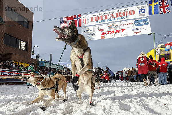 Ein Hund von Cim Smyth springt während des feierlichen Starts des Iditarod 2016 in Anchorage  Alaska  an die Startlinie.