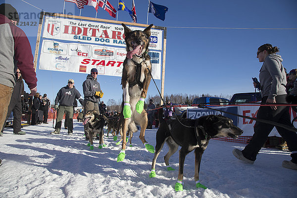 Ein Hund von Richie Diehl springt  als er beim Re-Start des Iditarod 2016 in Willow  Alaska  auf den Start wartet.