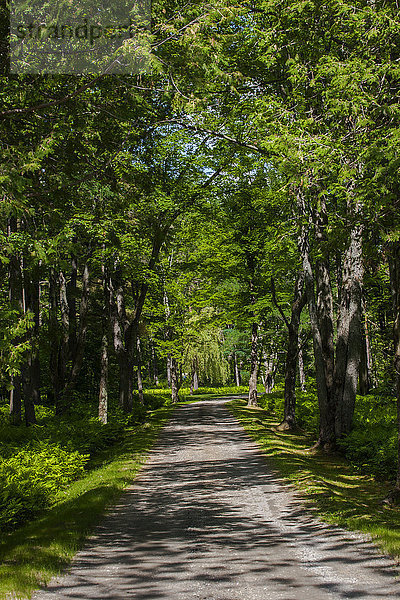 Kleine von Bäumen gesäumte Straße oder Einfahrt; Knowlton  Quebec  Kanada'.