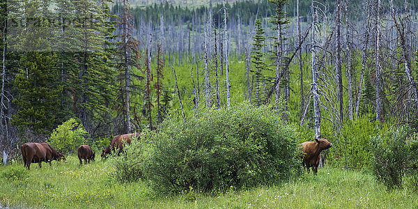 Kühe grasen auf einer Wiese am Waldrand; Montana  Vereinigte Staaten von Amerika'.