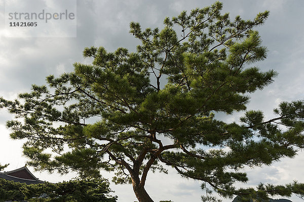 Ein Baum  der sich nach rechts neigt und dessen Stamm nach links wächst  vor einem bewölkten Himmel; Seoul  Südkorea'.