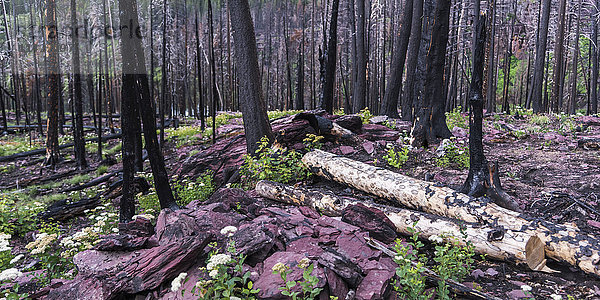 Bunter Waldboden mit Stämmen und Laub zwischen abgestorbenen Bäumen  Glacier National Park; Browning  Montana  Vereinigte Staaten von Amerika '