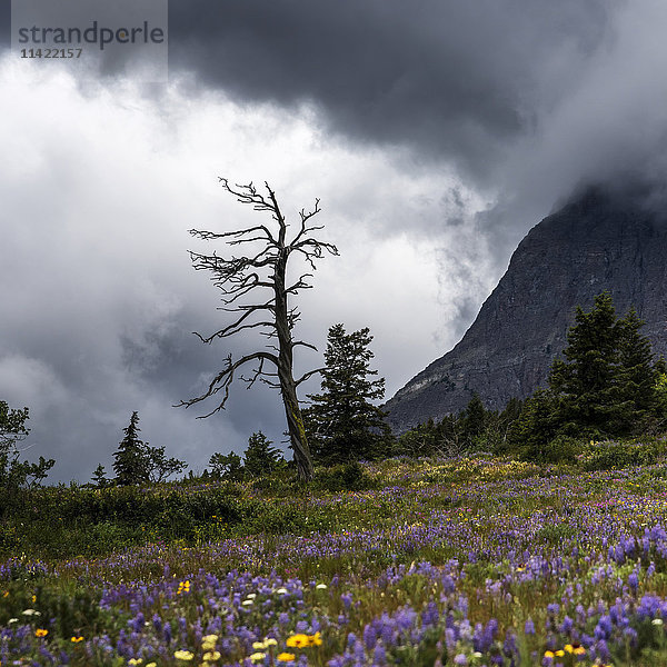 Wiese mit bunten Wildblumen und einem abgestorbenen Baum unter einem dramatisch bewölkten Himmel  Glacier National Park; Browning  Montana  Vereinigte Staaten von Amerika'.