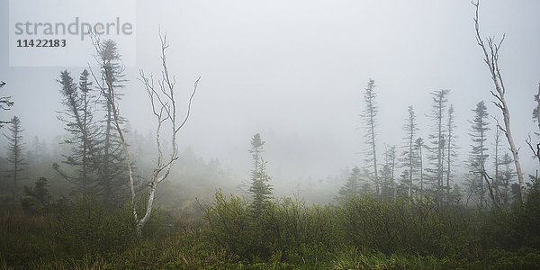 Dichter Nebel über einem Feld mit Bäumen; Ingonish Beach  Nova Scotia  Kanada'.