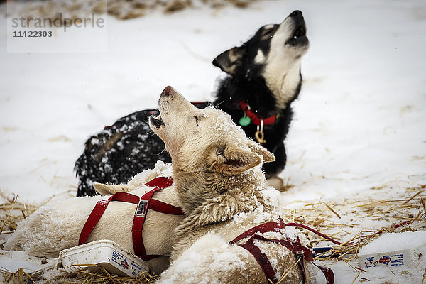 Iditarod-Hunde heulen in Takotna während ihrer 24-stündigen Zwischenlandung beim Iditarod 2016  Alaska.