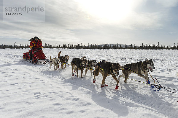 Mitch Seavey auf dem Trail kurz vor dem Cripple Checkpoint am Donnerstag  10. März  während des Iditarod 2016  Alaska.