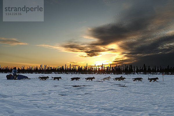 Travis Beals läuft bei Sonnenuntergang auf dem Weg zum Cripple-Kontrollpunkt während des Iditarod 2016  Alaska.