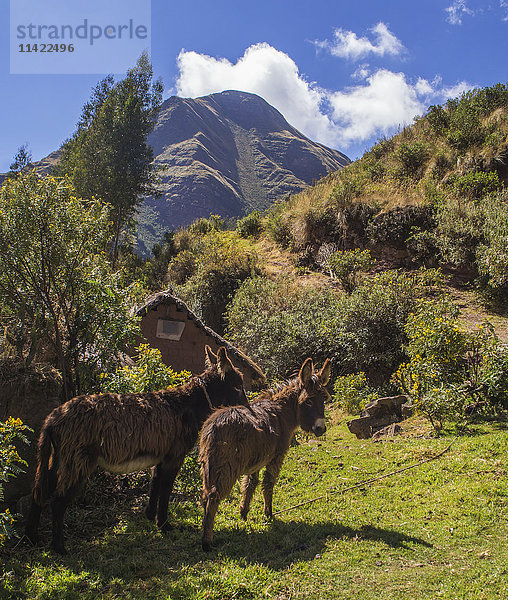 Esel (Equus africanus asinus) in der Nähe des Hauses ihres Halters in den Ausläufern der Anden in Andahuaylillas bei Cusco; Peru