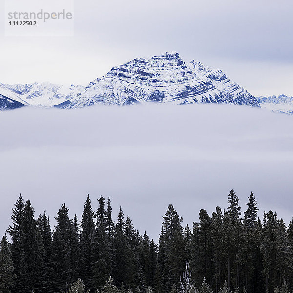 Schneebedeckte Berggipfel über den Wolken mit einem Wald im Vordergrund  Jasper National Park; Alberta  Kanada'.