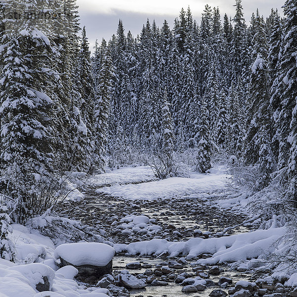 Schneebedeckter Wald und Bach im Jasper National Park; Alberta  Kanada'.