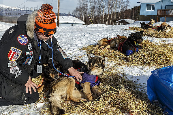 Tierärztin Gayle Tate untersucht einen Hund von Kelly Maixner bei Ruby während des Iditarod 2016  Alaska.