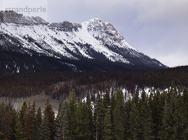 Schneebedeckte Berge und Wälder entlang des Yellowhead Highway; British Columbia  Kanada'.