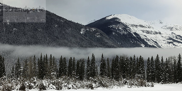 Nebel legt sich über den Wald in den Rocky Mountains; British Columbia  Kanada'.