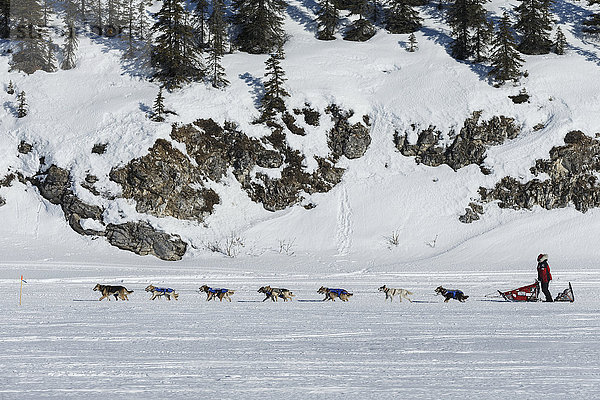 Aily Zirkle fährt während des Iditarod 2016 in Alaska den Trail zum White Mountain Checkpoint hinunter.